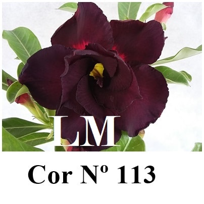 ENXERTO 7032 – 20cm (cor LM 113)