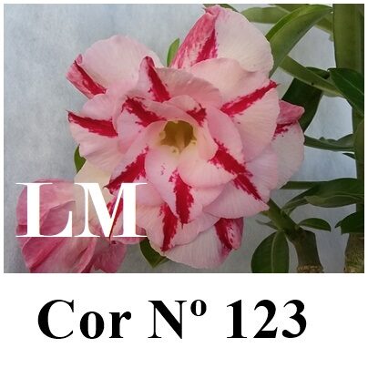 ENXERTO 12002 – 30cm (cor LM 123)
