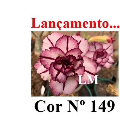 ENXERTO 12267 – 20cm (cor LM 149) - foto 9