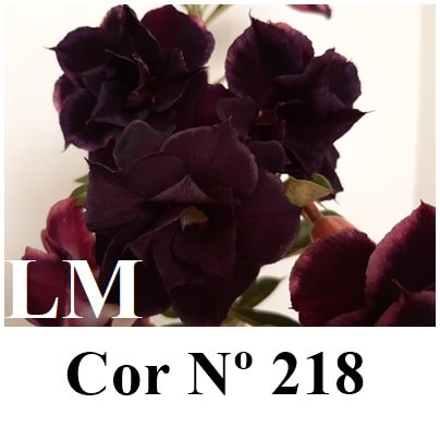 ENXERTO 11791 – 25cm (cor LM 218)