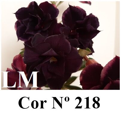 ENXERTO 12107  – 25cm (cor LM 218) - foto 8
