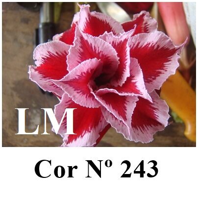 ENXERTO 12050 – 20cm (cor LM 243)