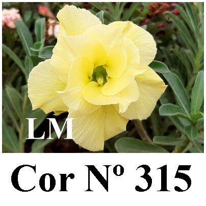 ENXERTO 12453 – 20cm (cor LM 315) - foto 6