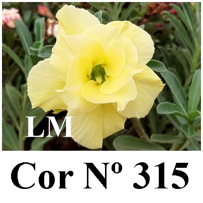 ENXERTO 11752 – 20cm (cor LM 315)