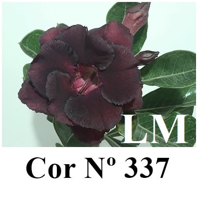 ENXERTO 11284 - 25cm (cor LM 337)