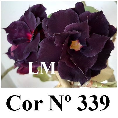ENXERTO 10064 – 30cm (cor LM 339)