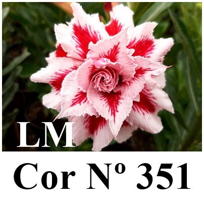ENXERTO 11915 – 22cm (cor LM 351)
