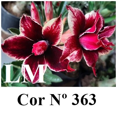 ENXERTO 11929 – 30cm (cor LM 363)
