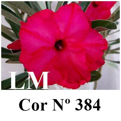 ENXERTO 12373 – 20cm (cor LM 384) - foto 10
