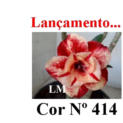 ENXERTO 11773 – 25cm (cor LM 414)