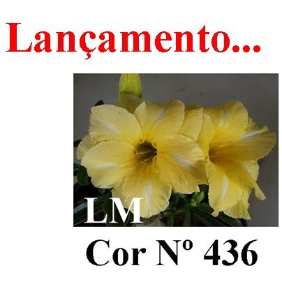 ENXERTO 12169 – 20cm (cor LM 436) - Adenium Rosa do Deserto