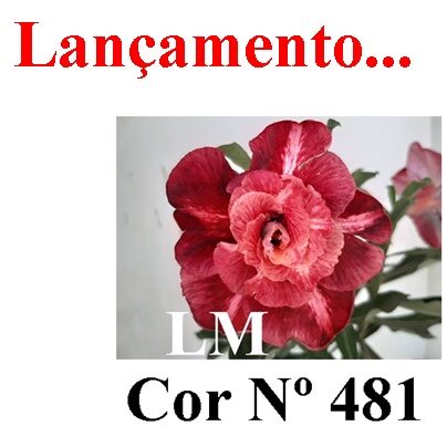 ENXERTO 12558 – 20cm (cor LM 481) - foto 8