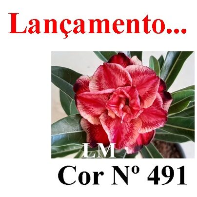 ENXERTO 12351 – 20cm (cor LM 491) - foto 8