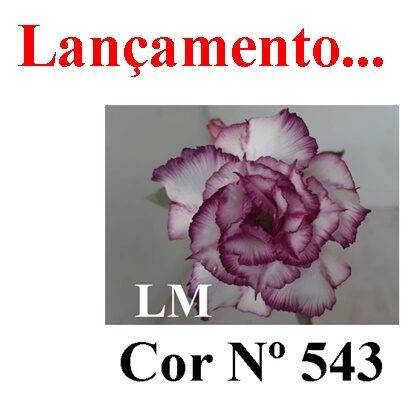 ENXERTO 12332 – 20cm (cor LM 543) - foto 8