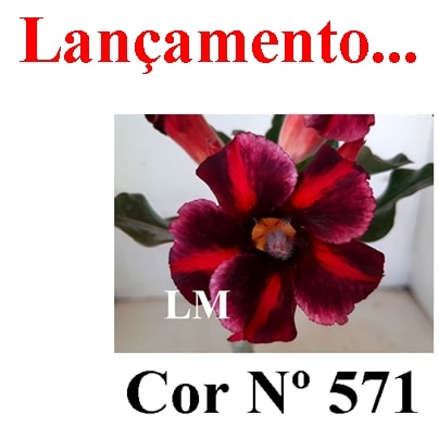 ENXERTO 11763 – 25cm (cor LM 571)