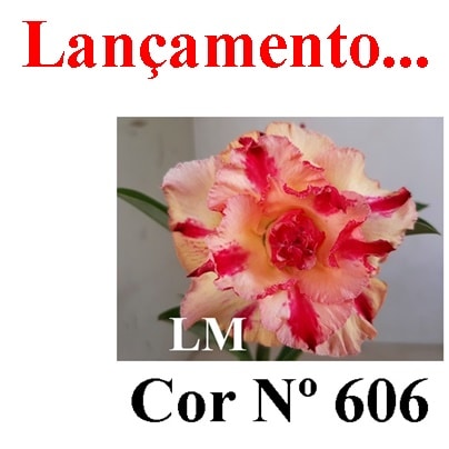 ENXERTO 7905 – 20cm (cor LM 606)