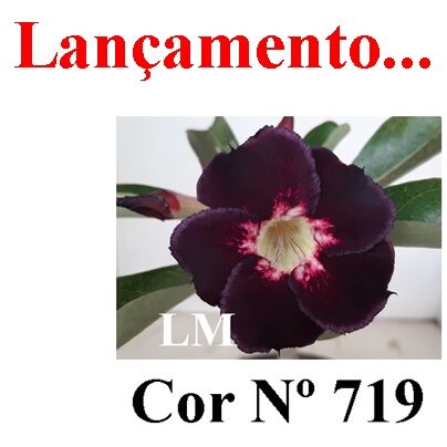 ENXERTO 11980 – 20cm (cor LM 719)