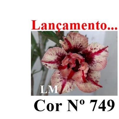 ENXERTO 12364 – 20cm (cor LM 749) - foto 9