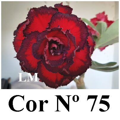 ENXERTO 11828 – 20cm (cor LM 75)