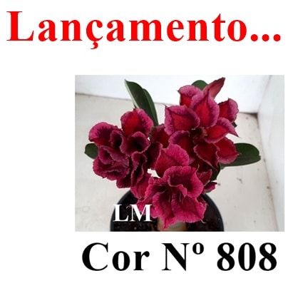 ENXERTO 11711 – 30cm (cor LM 808)
