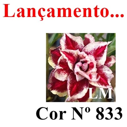 ENXERTO 12654 – 20cm (cor LM 833) - Adenium Rosa do Deserto