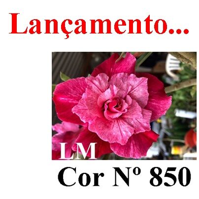 ENXERTO 12360 – 20cm (cor LM 850) - foto 8