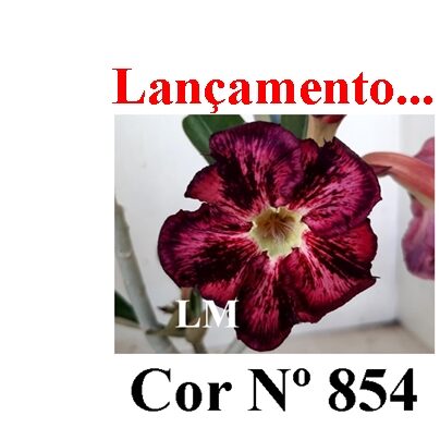 ENXERTO 11817 – 20cm (cor LM 854)