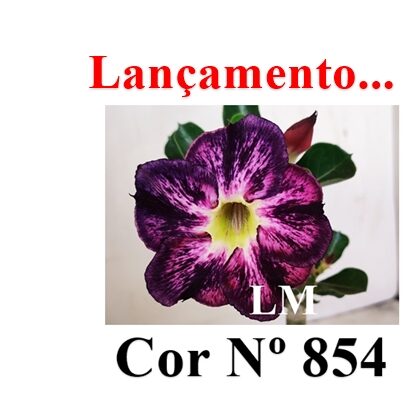 ENXERTO 12135  – 22cm (cor LM 854) - foto 7
