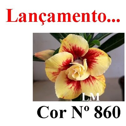 ENXERTO 12269 – 25cm (cor LM 860) - foto 7