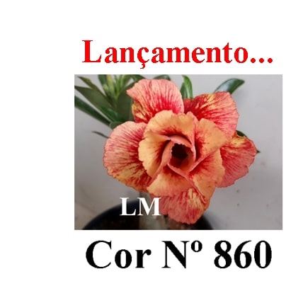 ENXERTO 12618 – 20cm (cor LM 860) - Adenium Rosa do Deserto