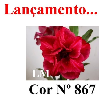 ENXERTO 12589 – 25cm (cor LM 867) - foto 8