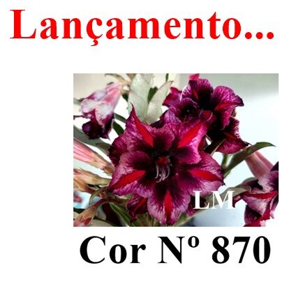 ENXERTO 11805 – 30cm (cor LM 870)