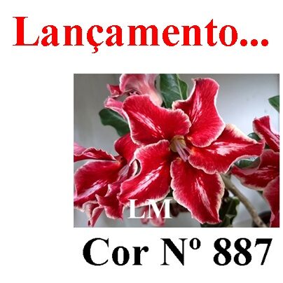 ENXERTO 12123  – 20cm (cor LM 887) - foto 7