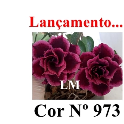 ENXERTO 12641 – 20cm (cor LM 973) - Adenium Rosa do Deserto