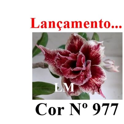 ENXERTO 12435 – 20cm (cor LM 977) - foto 8