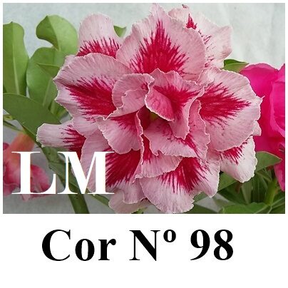 ENXERTO 11836 – 40cm (cor LM 98)