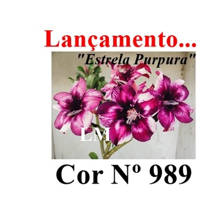 ENXERTO 11875 – 20cm (cor LM 989) Id: Estrela Purpura