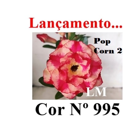 ENXERTO 12629 – 20cm (cor LM 995) Id: POP CORN 2 - Adenium Rosa do Deserto