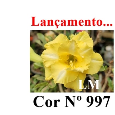 ENXERTO 11756 – 20cm (cor LM 997)