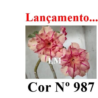 ENXERTO 12484 – 20cm (cor LM 987) - foto 7