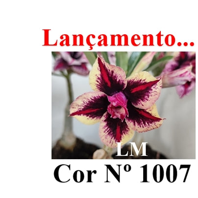 ENXERTO 12784 – 25cm (cor LM 1007)