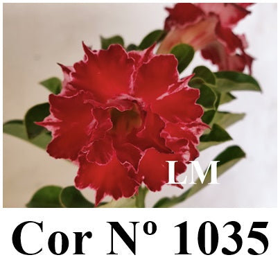 ENXERTO 12824 – 25cm (cor LM 1035)