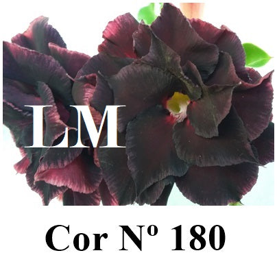 ENXERTO 12776 – 25cm (cor LM 180)