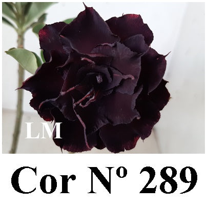 ENXERTO 12865 – 30cm (cor LM 289)