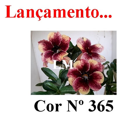 ENXERTO 12747 – 20cm (cor LM 365)