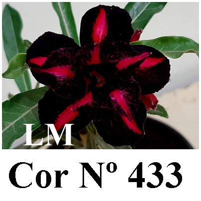 ENXERTO 12812 – 25cm (cor LM 433)