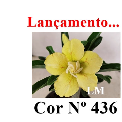 ENXERTO 12752 – 20cm (cor LM 436)