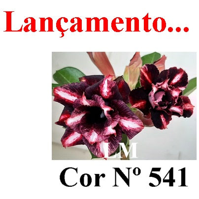 ENXERTO 12835 – 25cm (cor LM 541)