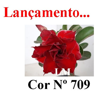 ENXERTO 12815 – 20cm (cor LM 709)