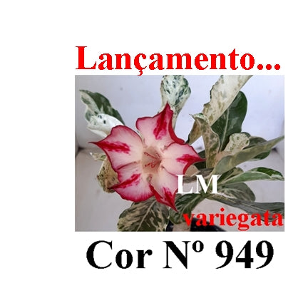 ENXERTO 12818 – 25cm (cor LM 949) VARIEGATA